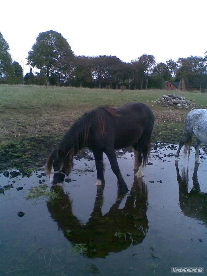 Irish Cob Genevieve - Så er vi flyttet hestene hjem til tørring sommer 2009 billede 6