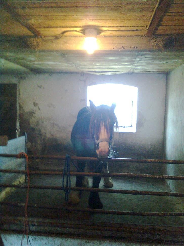 Irish Cob Genevieve - Genevieve i stalden i Tørring den første vinter efter vi flyttede fra Jaungyde billede 11