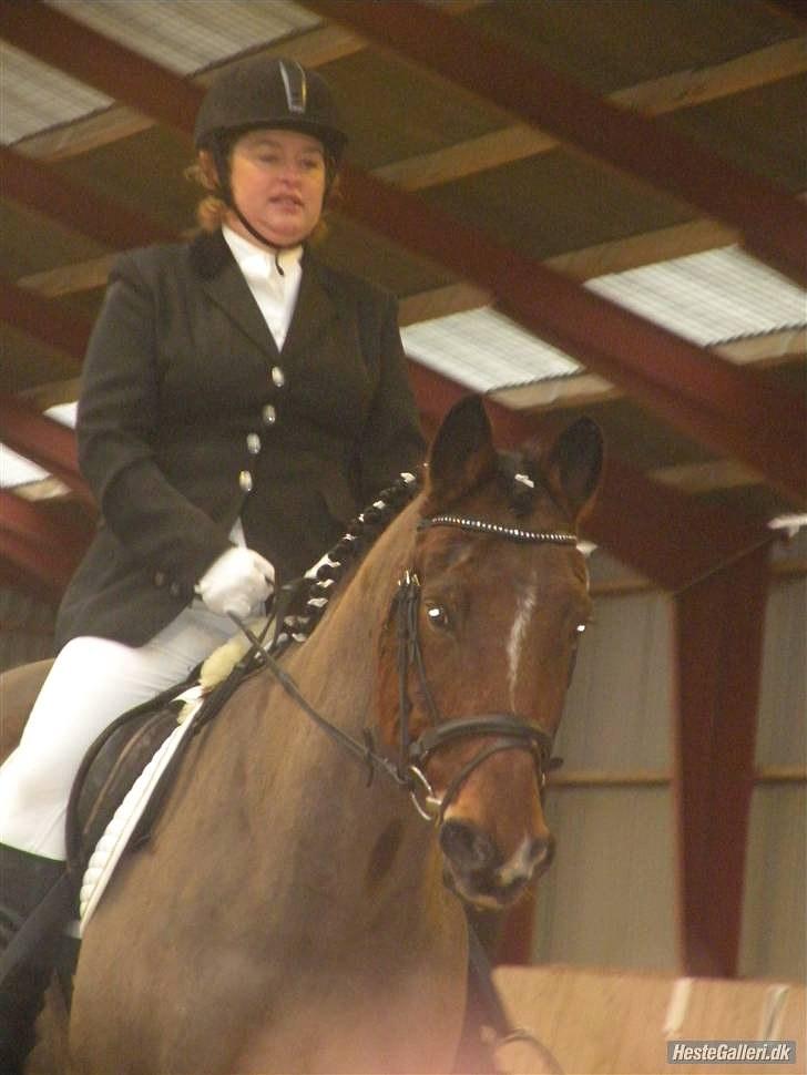 Anden særlig race Mister Gallon  billede 11