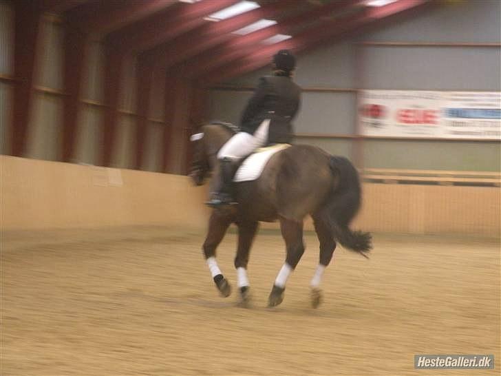 Anden særlig race Mister Gallon  - stævne sara m billede 12