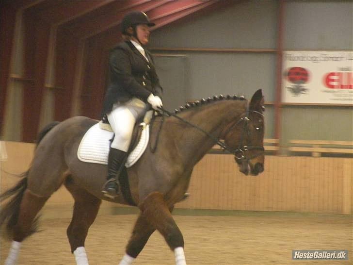 Anden særlig race Mister Gallon  - stævne sara m billede 13