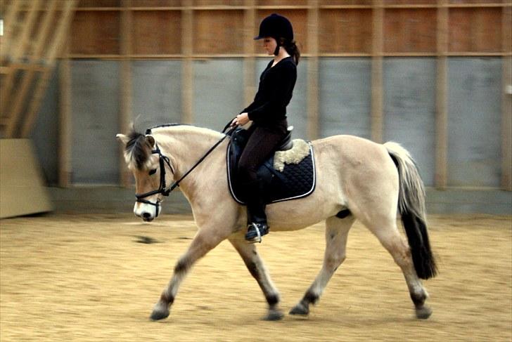 Fjordhest Olex Møllehøj (Junior) - første dressur billed af Junior : D billede 9