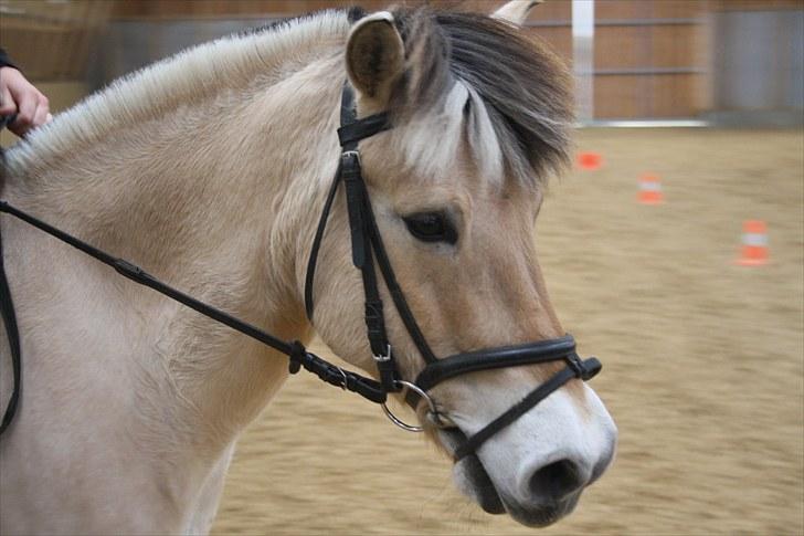 Fjordhest Olex Møllehøj (Junior) billede 10
