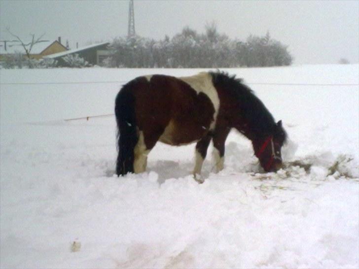 Anden særlig race Alladin fra Hersom ( DØD) - dette er så min mor, Bella billede 9