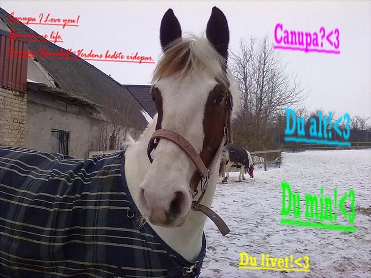 Anden særlig race Canupa billede 12