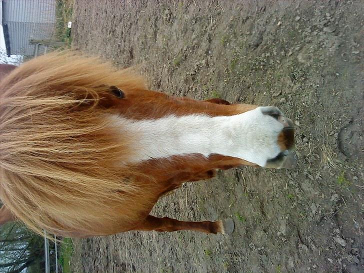 Islænder Glauma fra skygge <3 Himmelhest - err jeg ik sød <3333 billede 10