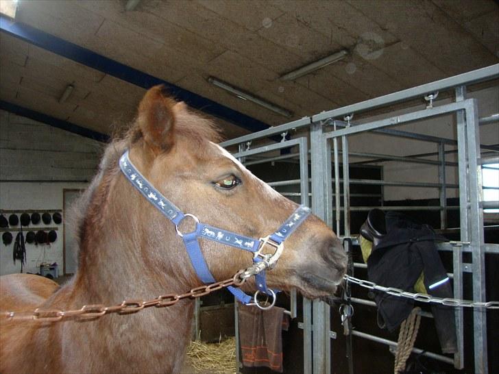 Anden særlig race Buster - jeg hørte noget?? ;) billede 3