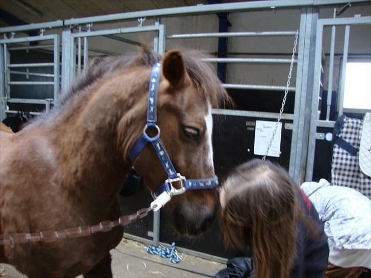 Anden særlig race Buster - myss billede 4