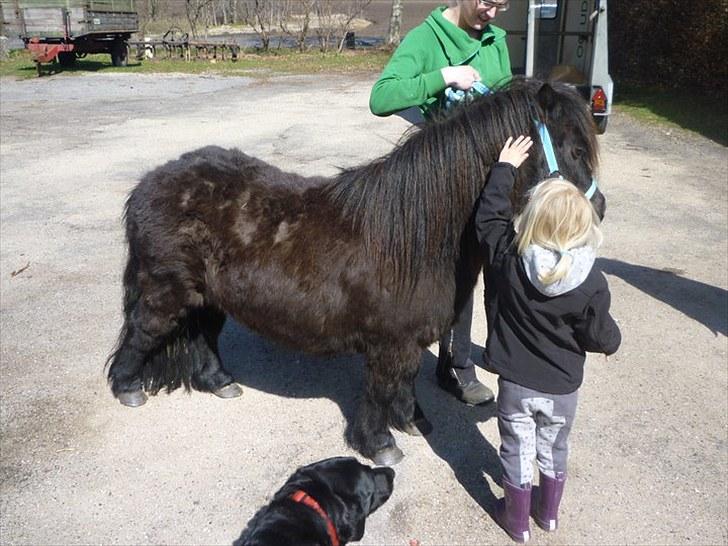 Shetlænder Sofus - Sofus ankommer til sit nye hjem d. 24.4.10 billede 1
