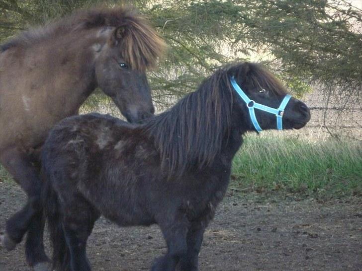 Shetlænder Sofus - Sofus møder de andre heste - her Atli billede 2