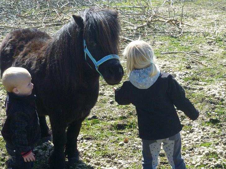 Shetlænder Sofus - Perfekt i højden til de små :) billede 3