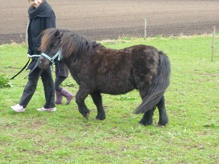 Shetlænder Sofus - Familien og Sofus på hyggetur - det kan jo ikke være ridetur hele tiden billede 4