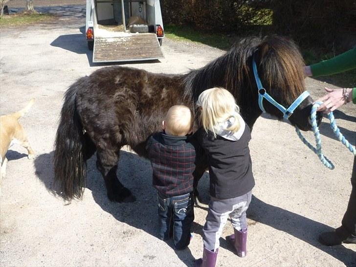 Shetlænder Sofus billede 6