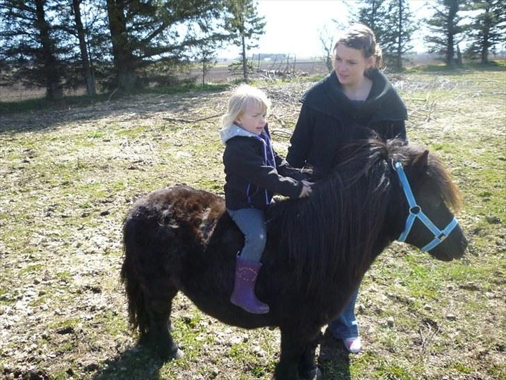 Shetlænder Sofus - Ups ridehjelmen mangler. Herude SKAL man ellers have ridehjelm på, når man sidder på hesten billede 7