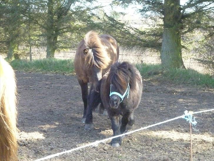 Shetlænder Sofus - Sofus og Neisti billede 8