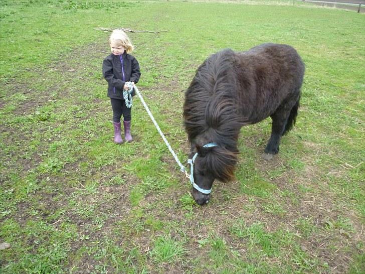 Shetlænder Sofus - Celina trækker med Sofus - eller omvendt? :) billede 9