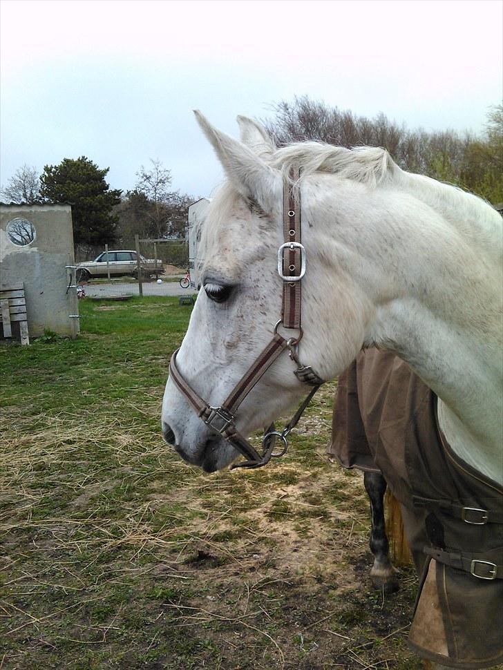 Connemara Rabel'<33 'Solgt'<3 - Hov?? u.u, billede 2