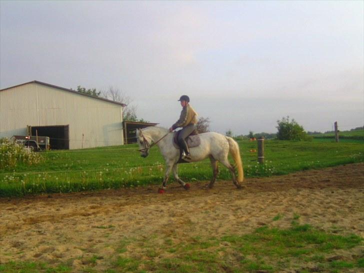 Connemara Rabel'<33 'Solgt'<3 - :) billede 3