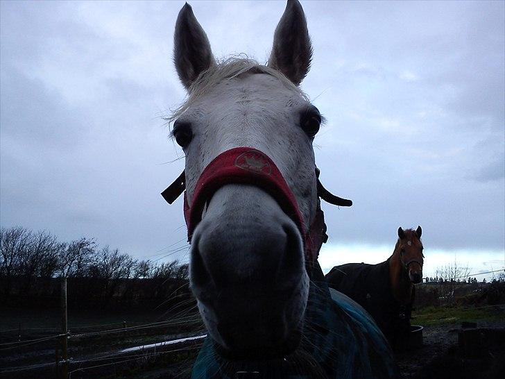 Connemara Rabel'<33 'Solgt'<3 - Maaad!! :D billede 4