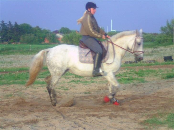 Connemara Rabel'<33 'Solgt'<3 - :) billede 5