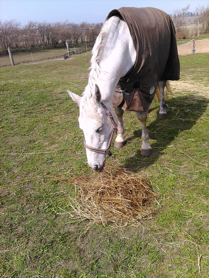 Connemara Rabel'<33 'Solgt'<3 - Mad? :) billede 7