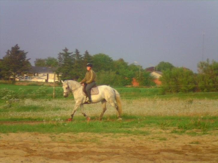 Connemara Rabel'<33 'Solgt'<3 - Rabell :) billede 8