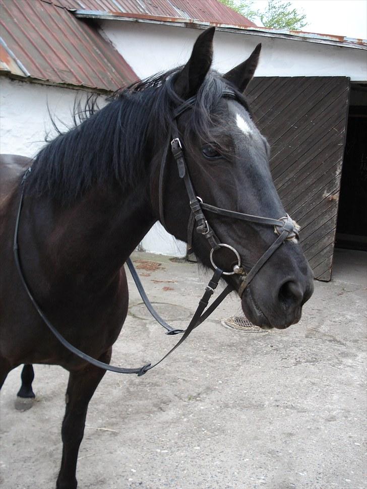 Anden særlig race Moonlight <3 t billede 19