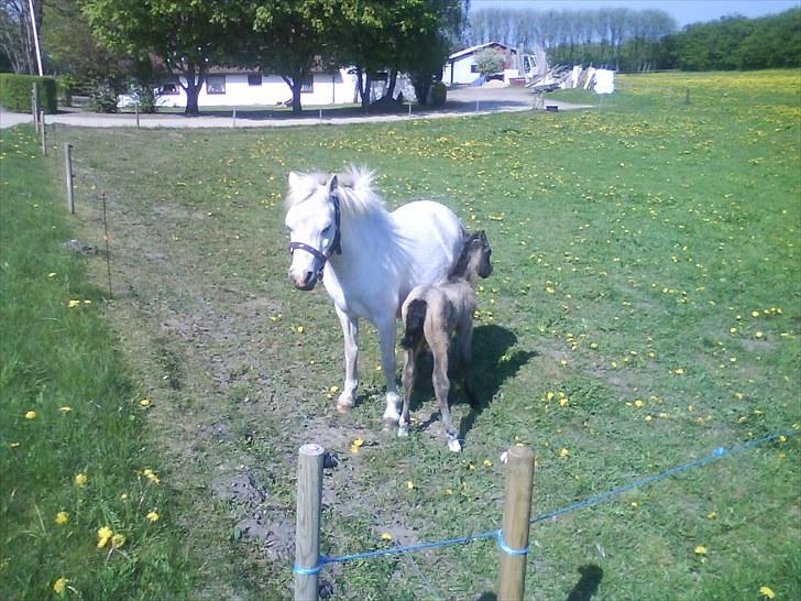 Welsh Pony af Cob-type (sec C) gribsvads bimbu - filipa med sit 2 føl. tidsel,lady columbine billede 1