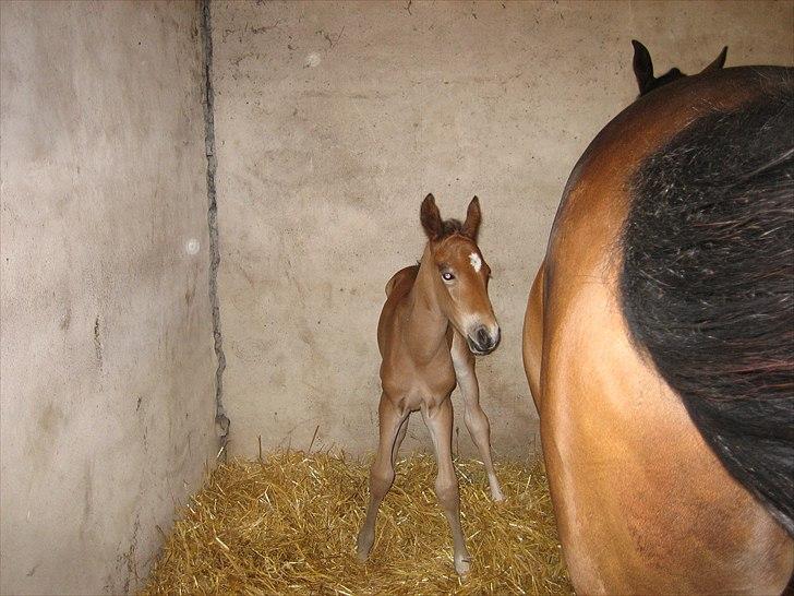 Welsh Partbred (Sec F) First Choice *StaldDK - Mig som følle basse (Første gang Anne så mig) billede 10