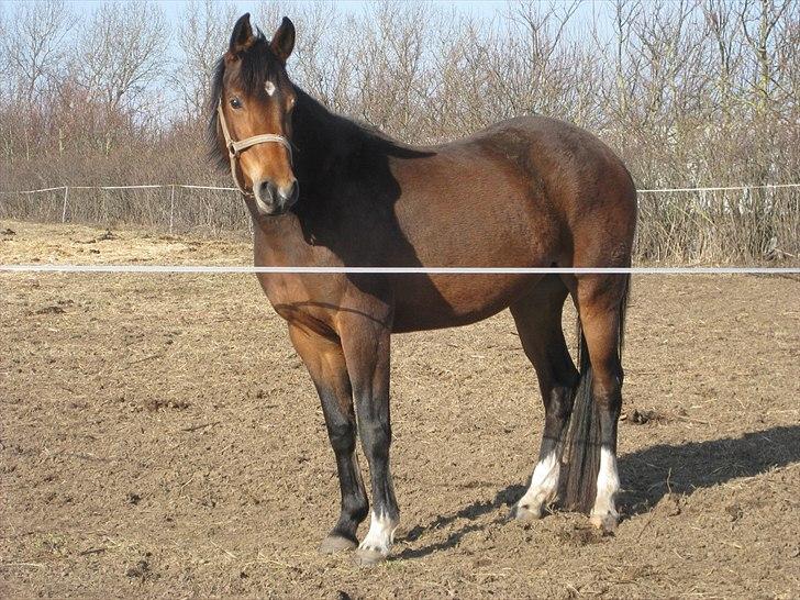 Welsh Partbred (Sec F) First Choice *StaldDK - mig på fold! (: billede 6