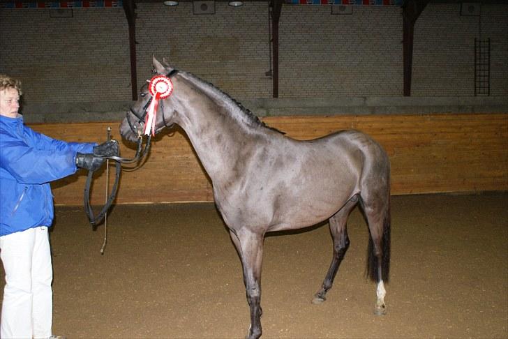 Hollandsk Sportspony Bjirmens Hylke SPH 192 ( R.I.P) - meed rosset;P billede 3