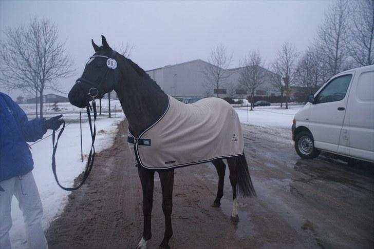 Hollandsk Sportspony Bjirmens Hylke SPH 192 ( R.I.P) - model er jeg da:P billede 4