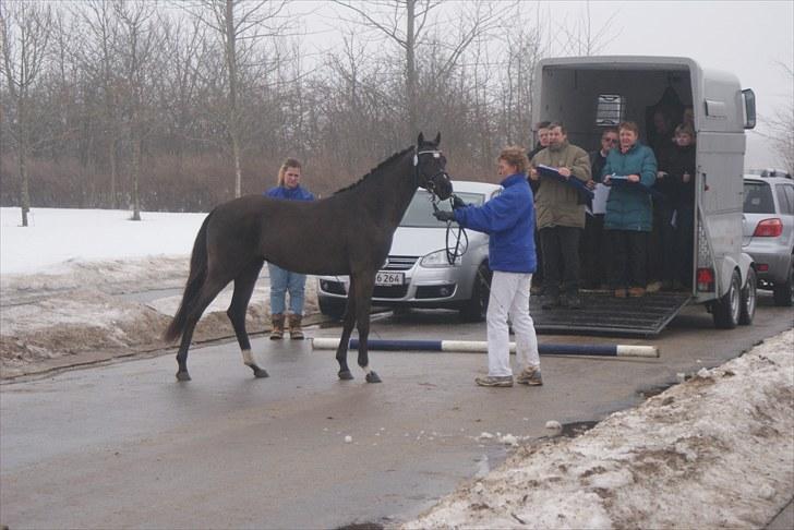 Hollandsk Sportspony Bjirmens Hylke SPH 192 ( R.I.P) - foran dommerne;P billede 5