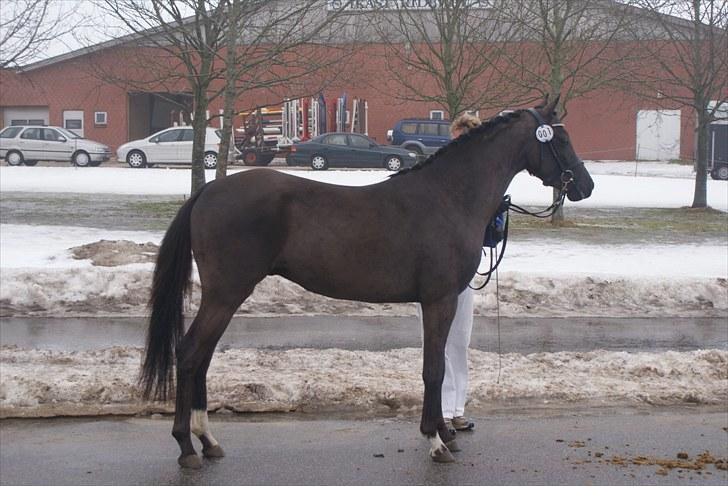 Hollandsk Sportspony Bjirmens Hylke SPH 192 ( R.I.P) - model igen!<3 pretty billede 7