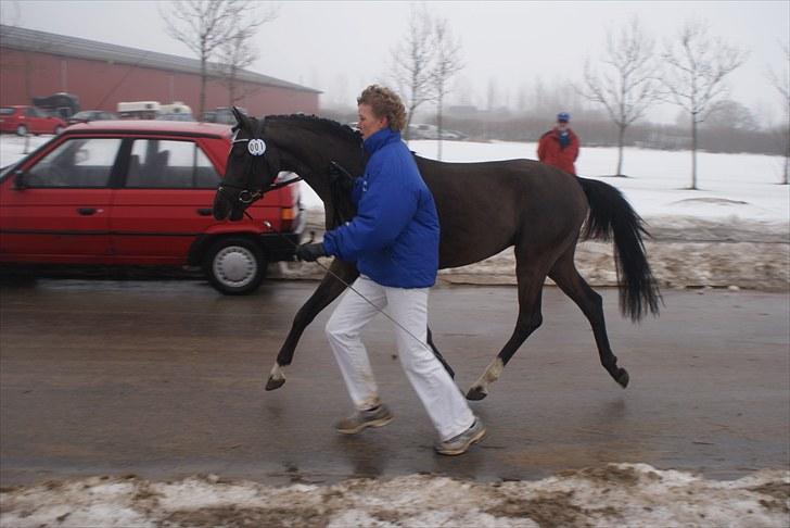 Hollandsk Sportspony Bjirmens Hylke SPH 192 ( R.I.P) - `flyver` billede 8