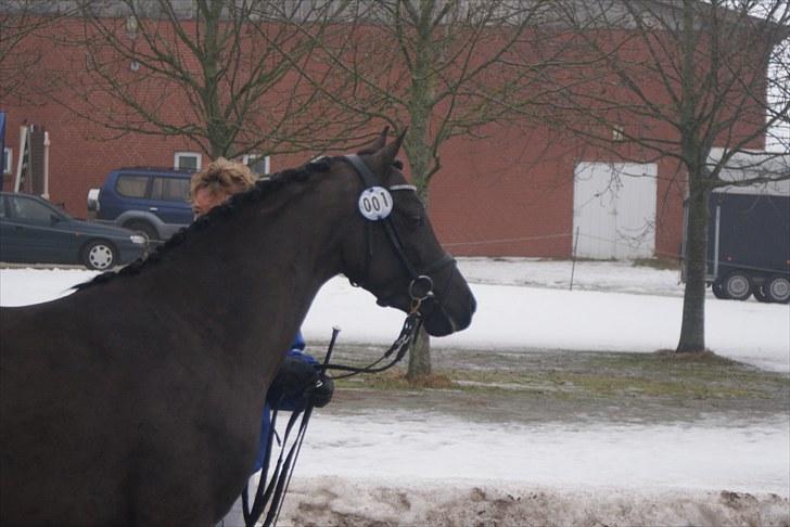 Hollandsk Sportspony Bjirmens Hylke SPH 192 ( R.I.P) - hva det? billede 9