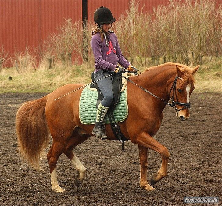 Anden særlig race Salsa billede 8