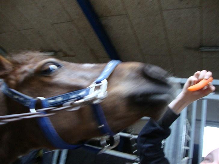 Anden særlig race Buster - :D billede 7