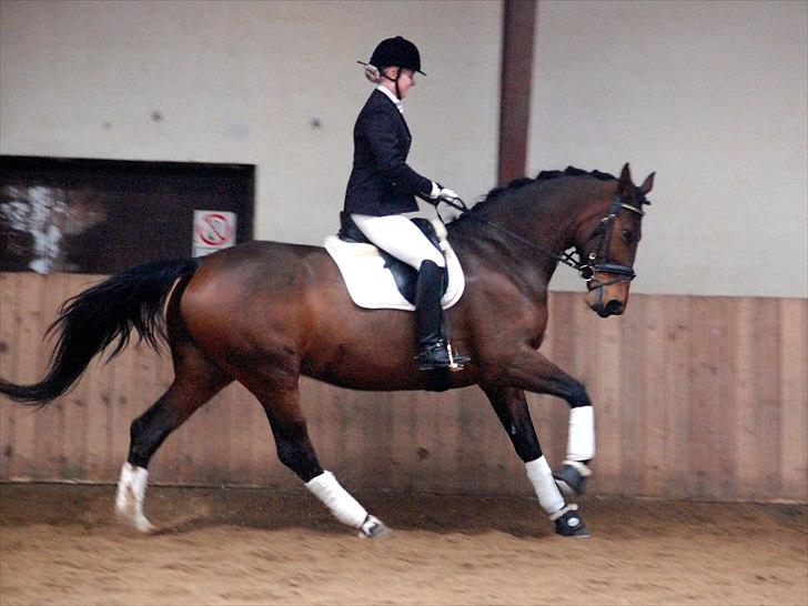 Oldenborg Fleur (Olga) - C-stævne i Arden 20. marts 2011 billede 3