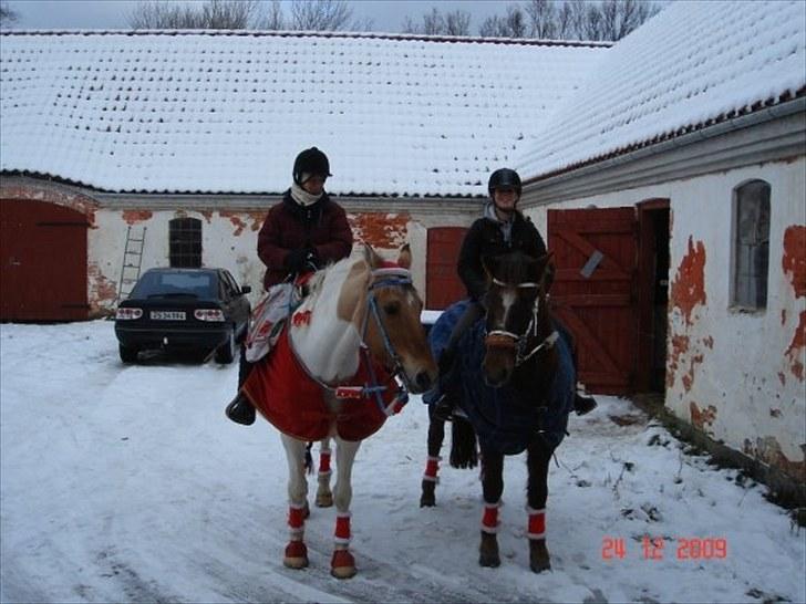 New Forest Roløkke Alpe - juleridetur d 24 december 2010 :D billede 14