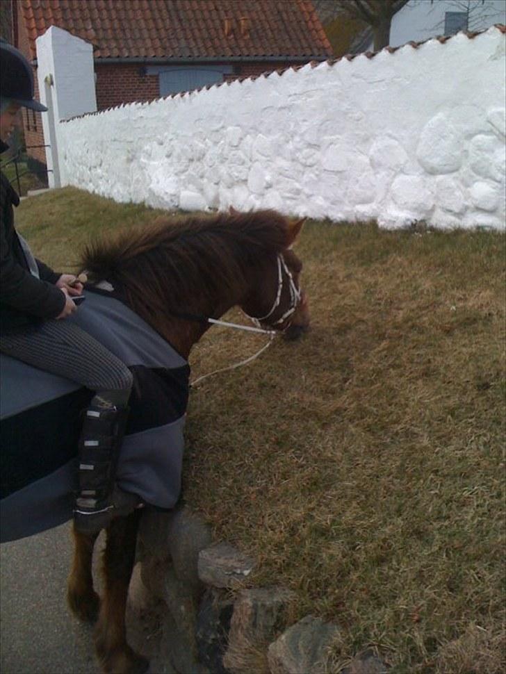 New Forest Roløkke Alpe - græs lige i hovedehøjde :P billede 15