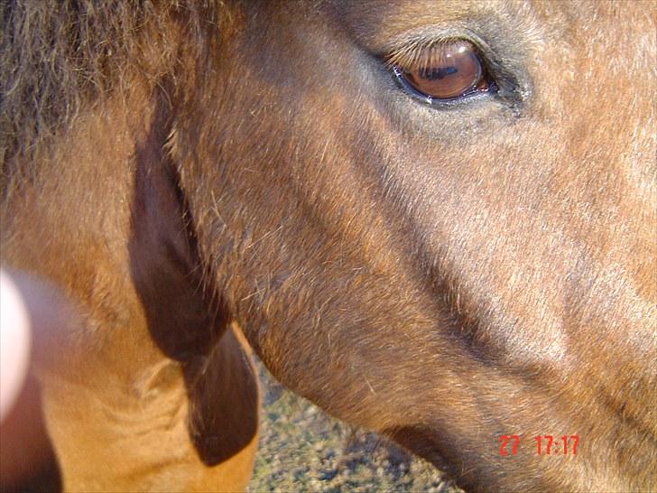 New Forest Roløkke Alpe billede 16