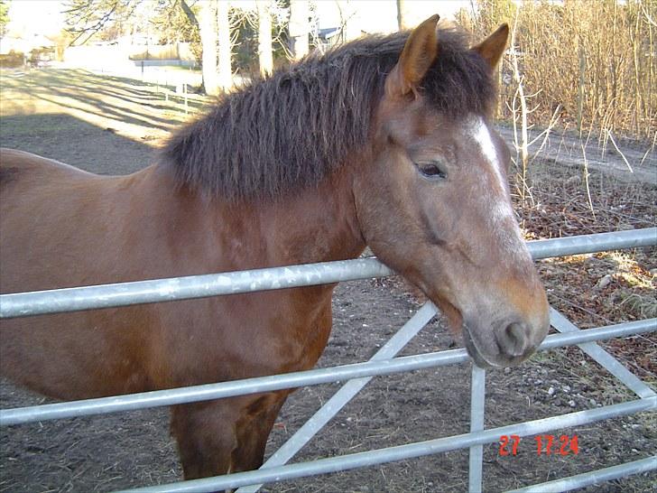 New Forest Roløkke Alpe billede 17