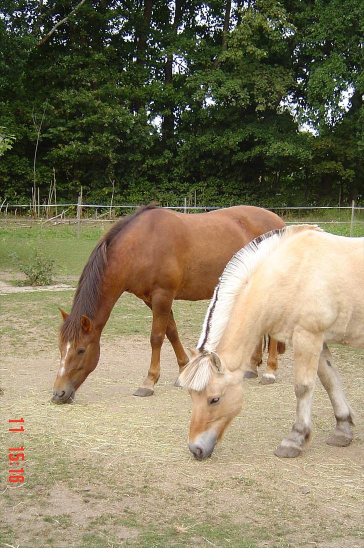 New Forest Roløkke Alpe billede 19