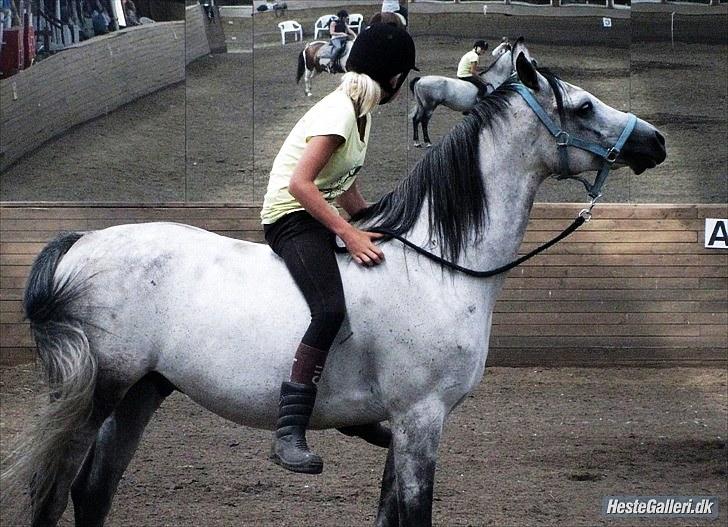 Arabisk fuldblod (OX) ja'pih - jeg kender virelig ikke noget så stort et nussehovede som dig minven, du elsker at blive kløet alle steder. <3  [foto: Caro] billede 2