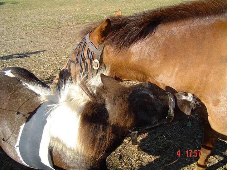 New Forest Roløkke Alpe billede 20