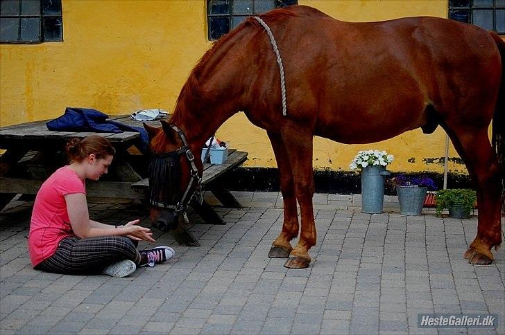 Frederiksborg Zarif Viemosegaard - Danmarks dejligeste hest! <3 I will Always Love You! <3 billede 10