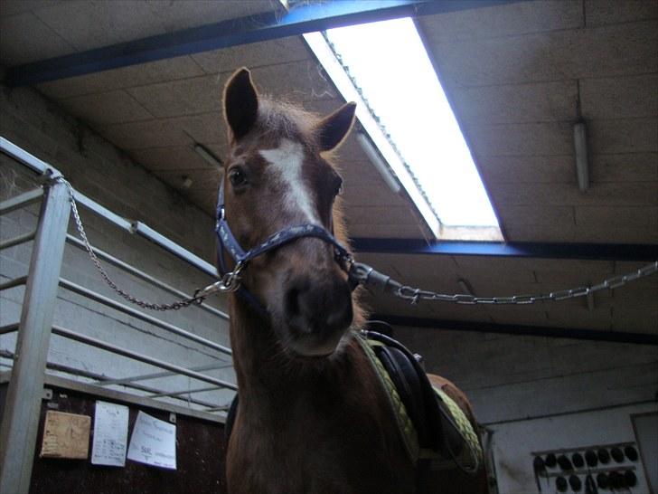 Anden særlig race Buster - hey hvad laver du lige?? billede 10