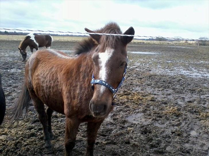 Anden særlig race Buster - det kedeligt når der er glat billede 12