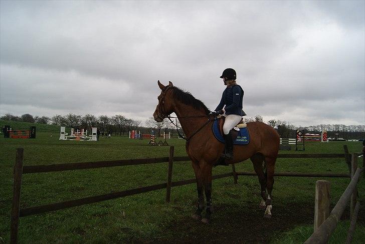 Dansk Varmblod Beise   billede 18